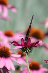 Monarch on a echinacea flower