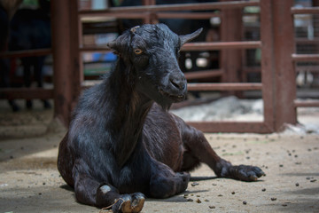 Fototapeta premium Black Goat sitting relaxed at Khao Din Zoo in Thailand. Relaxing of animals.