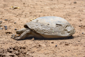 The turtles that the body has mud stains eat on the floor with hunger in the hot sunlight.