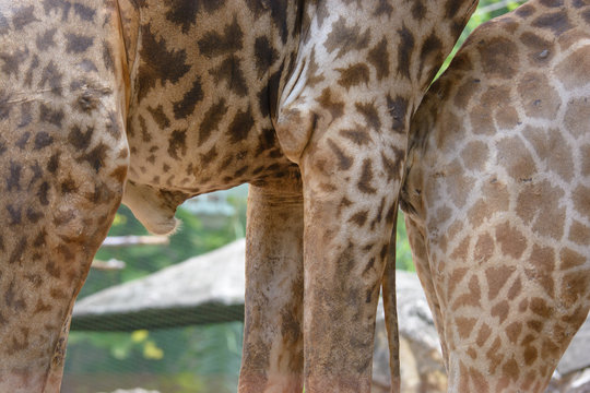 Penis of male giraffe, Giraffe's large reproductive organs. Close up genital organs of animals.