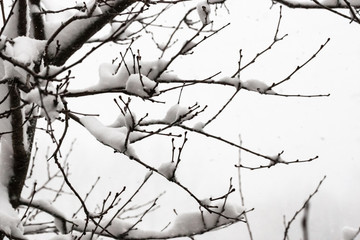 Winter branches of trees in fluffy snow against the bright sky.