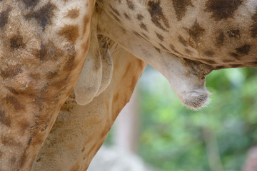 Close up penis of male giraffe. Giraffe's large reproductive organs. Genital organs of animals.