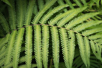 The leaves of the fern are green for the natural background.