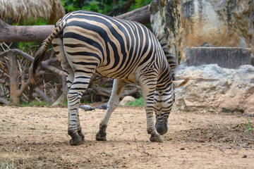 Zebra is eating grass in Dusit Zoo. Bangkok, Thailand.