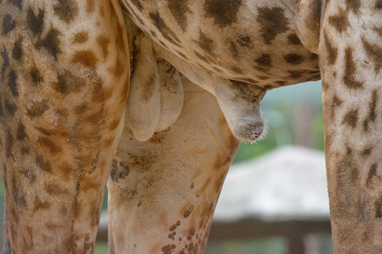 Penis of male giraffe. Giraffe's large reproductive. Genital organs of animals.