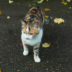 ginger tabby cat with white paws on dark gray asphalt