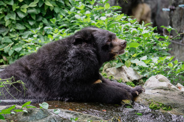 Obraz premium Asian black bear (Ursus thibetanus) relaxing in the water in dusit zoo. Thai call buffalo bear.