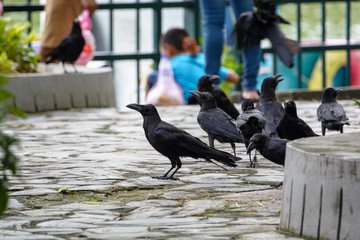 Crows are looking for food from people who visit the zoo.