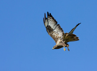 Common buzzard (Buteo buteo) in flight