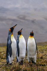Three King Penguins - Aptenodytes patagonicus - Standing Next to each other, while engaging in a mating ritual. Fortunat Bay,  South Georgia Island.