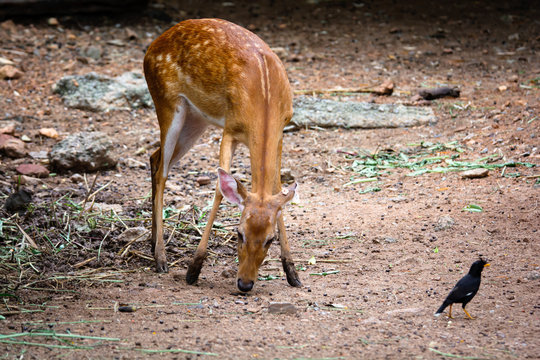 Eld's Deer (Rucervus eldii siamensis) in cervidae at dusit zoo in Thailand. Relaxing of animals.