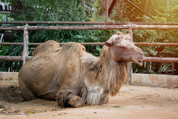 Old Camel sitting relaxed have fun together making funny face at Khao Din Zoo in Thailand. Relaxing of animals.
