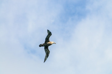 A Southern Giant Petrel - Macronectes giganteus - Circling over the Southern Atlantic Ocean, somewhere between Argentina and the Falkland Islands.