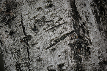 The surface of the brown tree, Texture of wood bark