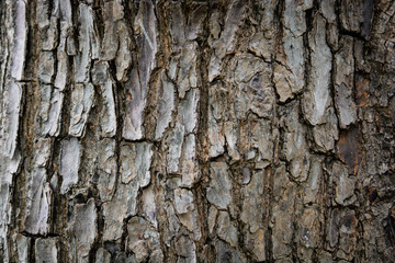 Close up tree bark as a wooden background. Texture of tropical almond or india almond, Terminalia catappa Linn in combretaceae family.