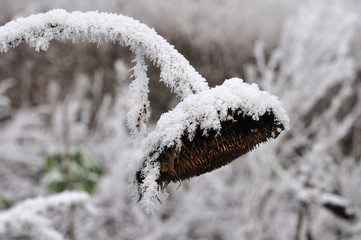 rime ice on wilted sunflower blossom