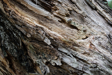 Tree bark as a wooden background. Texture of tropical almond or india almond in combretaceae family.