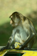 kleiner Affe in Südostasien
