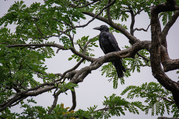 Crow sitting on a branch of tree to rest or looking for a victim.