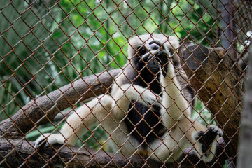 Close up the pity Pileated gibbon alone in cage (Hylobates pileatus)