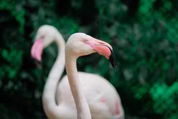 Greater Flamingo or Phoenicopterus ruber Large beautiful pink bird in water Animal in the nature habitat, thailand.