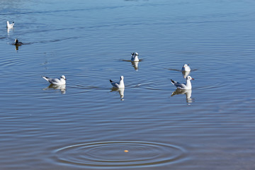 Seagulls pond sea