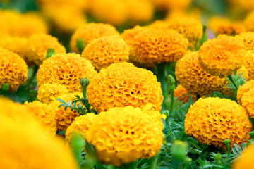 Marigold (Tagetes erecta L.) Beautiful flowers are blooming with bright yellow with green leaves.