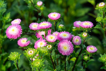Obraz premium Pink aster flowers (Callistephus Chinensis) is blooming with a blurred background. Colorful flower bouquet in the summer garden.