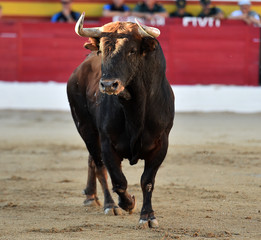 toro en españa