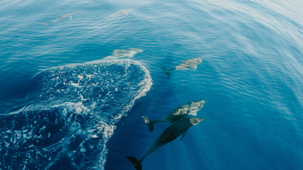dolphine © Aleksandra