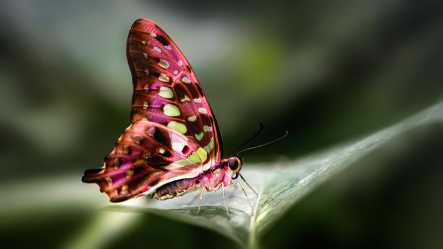 Fototapeta Close up of an Apatura butterfly