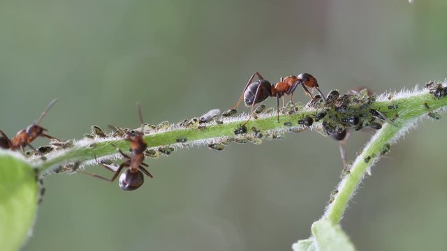 Kleine rote Waldameisen melken eine Kolonie Blattl&auml;use, Makro