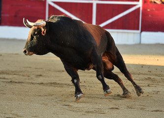 toro en españa