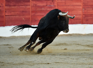toro en españa
