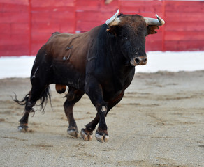 toro en españa