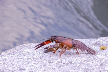 Amerikanischer Signalkrebs (Pacifastacus leniusculus), eine invasive Art