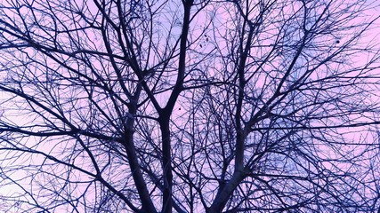 Tree branch at sunset. Spain