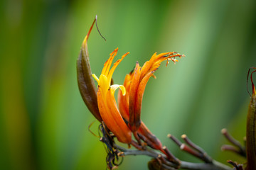 New Zealand flax flower against defocused background © Brian Scantlebury