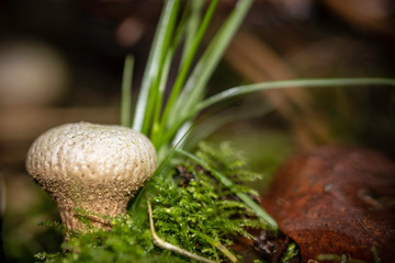 Mushroom in december 