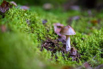 Amanita phalloides in the forest. Poisonous mushroom, commonly known as the Death Cap