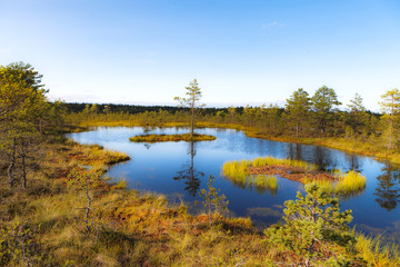 Viru raba is famous Estonian swampland and nature park with wooden trails and watching tower. Bright colors of autumn.
