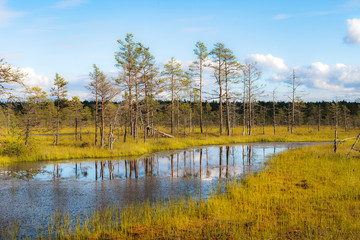 Viru raba is famous Estonian swampland and nature park with wooden trails and watching tower. Bright colors of autumn.