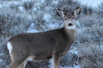 deer in the snow