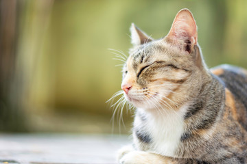 Closed up cat tabby with a tiger pattern sleeping on the floor, Thai cat breed relaxing, Free copy space.