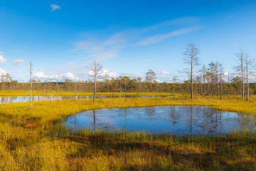 Fototapeta premium Viru raba is famous Estonian swampland and nature park with wooden trails and watching tower. Bright colors of autumn.