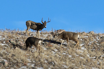 Bucks On A Hill
