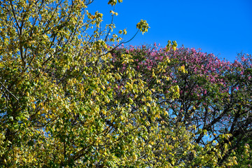 Colorful trees at Plaza de las Naciones Unidas (United Nations Square). Autumn in Buenos Aires,...