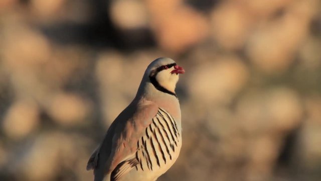 Chukar bird standing