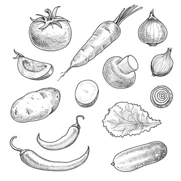 Sketch vegetables. Tomato, champignon, cucumber and carrots, onions. Hand drawn potatoes, salad and hot pepper vector set