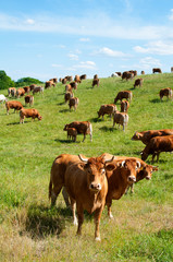 krowy na polu